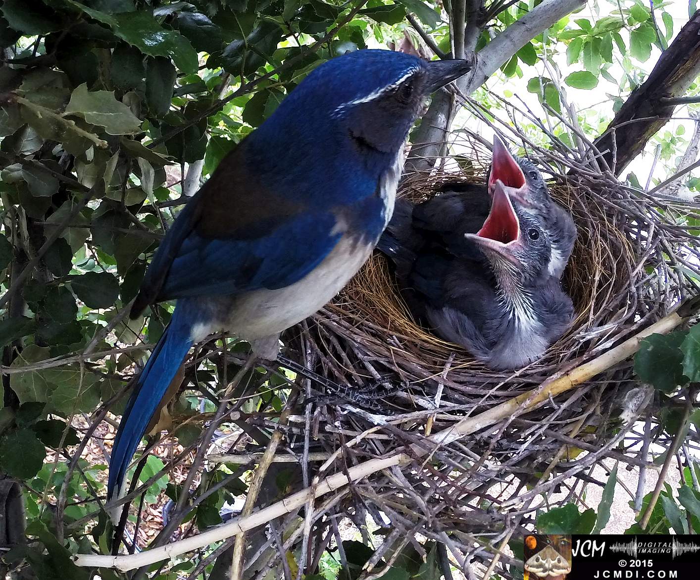 Scrub Jay Documentary 10sec Hero3